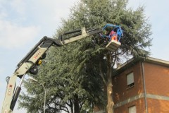 Gestione del verde